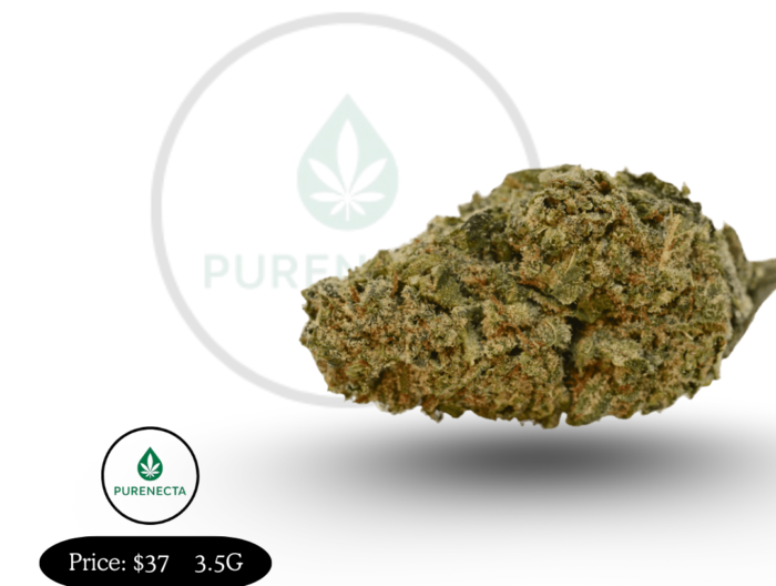 Northern Lights Indica Strain