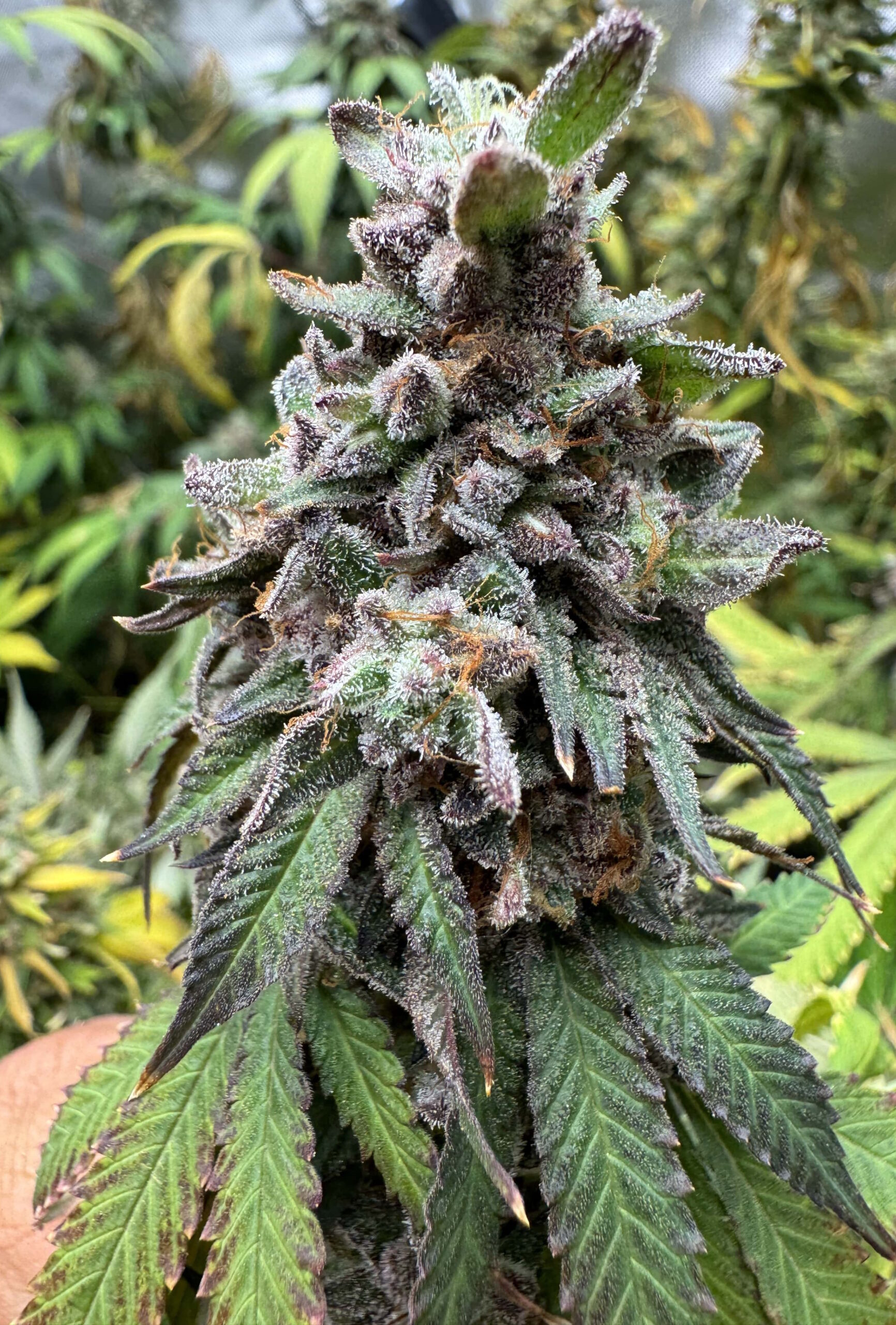 White Widow Marijuana Strain