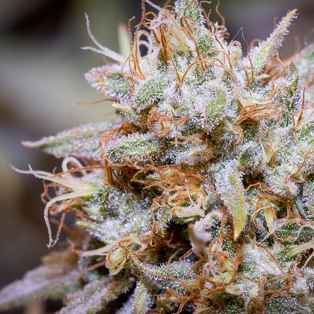 White Widow Marijuana Strain