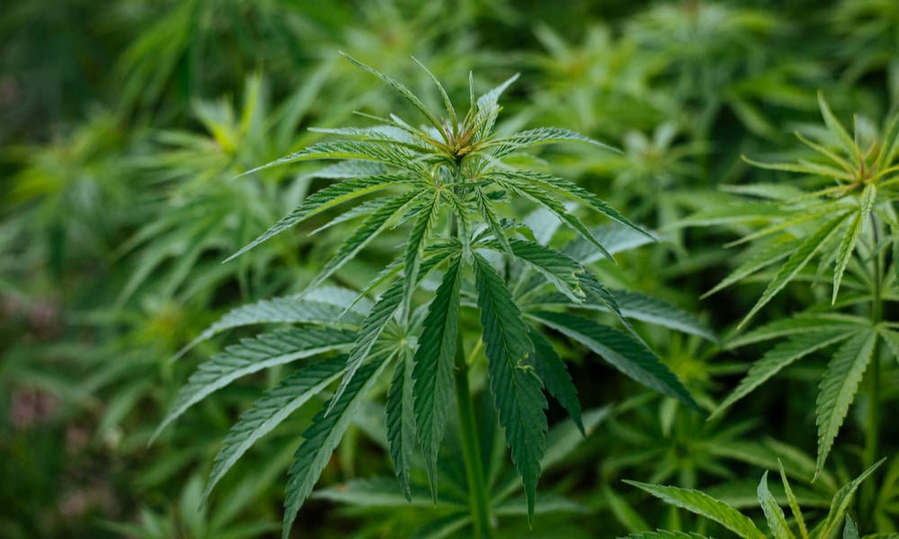 Sativa Dominant Hybrid Strains