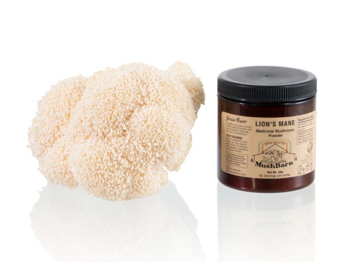 Dried Lion’s Mane Mushroom