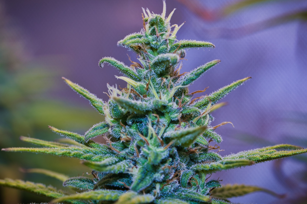 Wedding Cake Marijuana Strain