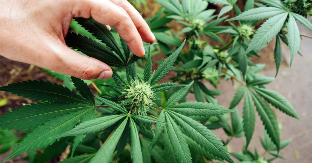 best marijuana strain for anxiety