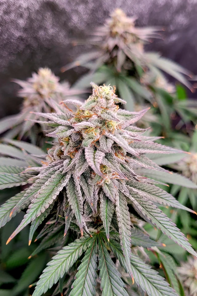 top marijuana strains