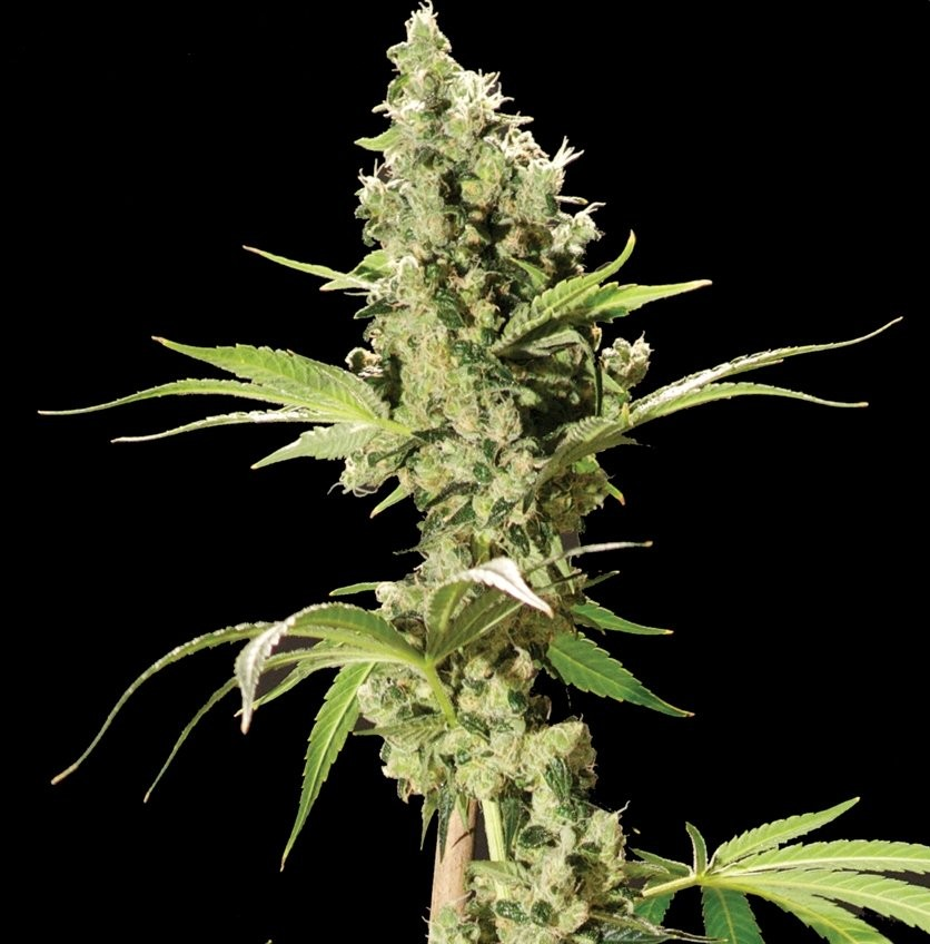 best medical marijuana strain